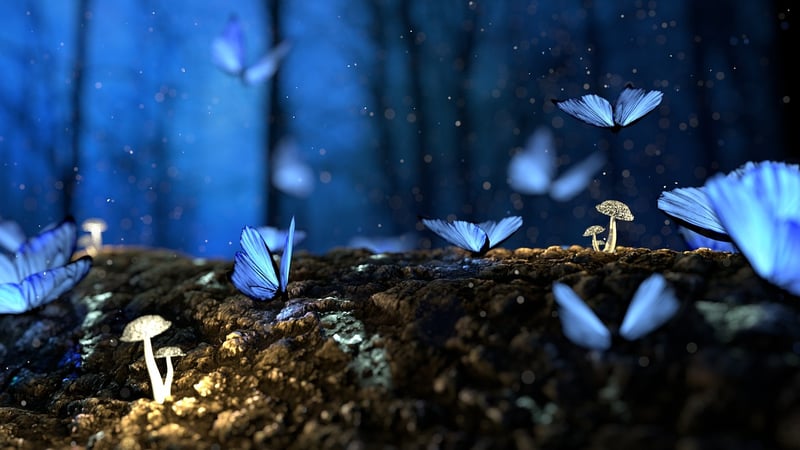 Nature Photography
